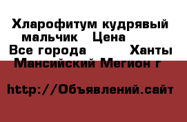 Хларофитум кудрявый мальчик › Цена ­ 30 - Все города  »    . Ханты-Мансийский,Мегион г.